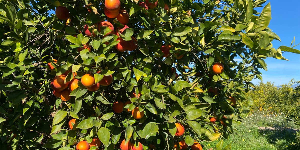 Arance rosse siciliane: cresce l’Igp, il calibro piccolo fa gola anche in Italia